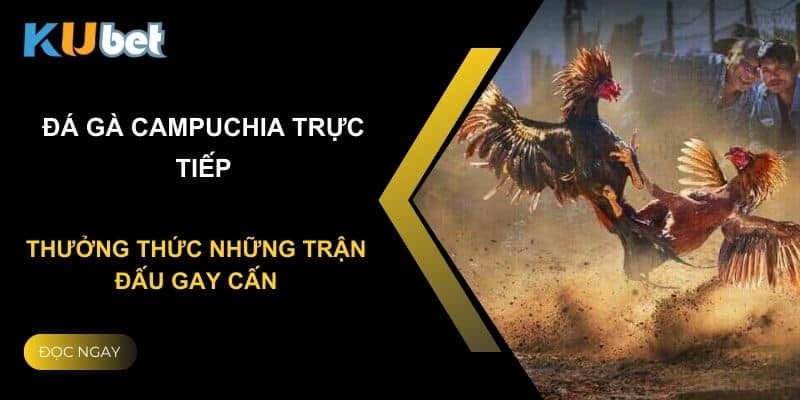 Đá gà Campuchia trực tiếp tại Kubet: Thưởng thức những trận đấu gay cấn