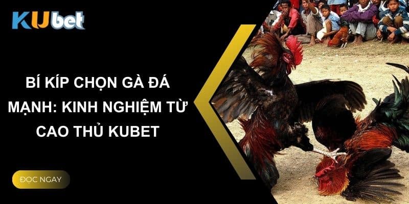 Bí kíp chọn gà đá mạnh: Kinh nghiệm từ cao thủ Kubet