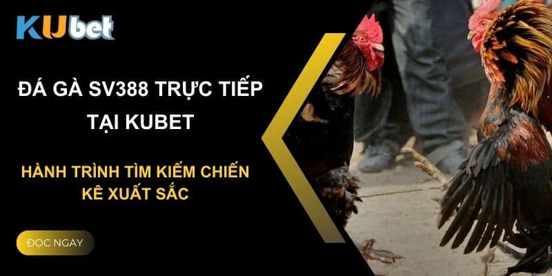 Đá gà SV388 trực tiếp tại Kubet: Hành trình tìm kiếm chiến kê xuất sắc