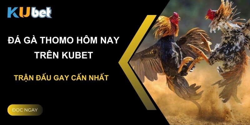 Đá gà Thomo hôm nay trên Kubet: Trận đấu gay cấn nhất