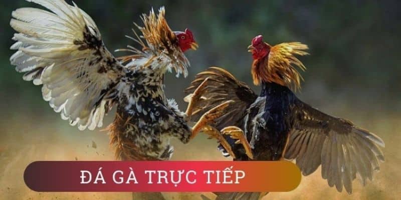 Những kiến thức cơ bản về đá gà Thomo hôm nay và các yếu tố cần lưu ý 