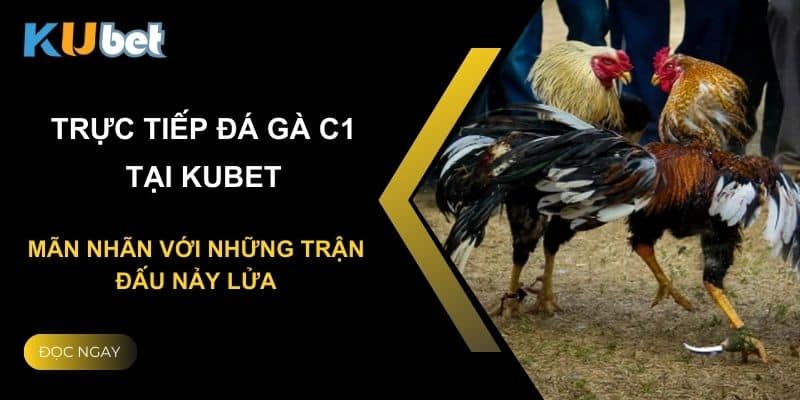 Trực tiếp đá gà C1 tại Kubet: Mãn nhãn với những trận đấu nảy lửa