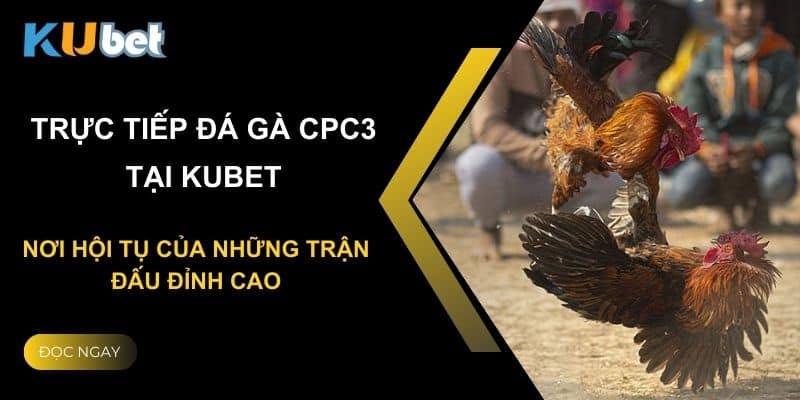 Trực tiếp đá gà cpc3 tại Kubet: Nơi hội tụ của những trận đấu đỉnh cao