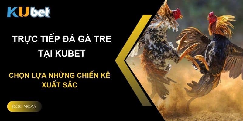 Trực tiếp đá gà tre tại Kubet: Chọn lựa những chiến kê xuất sắc